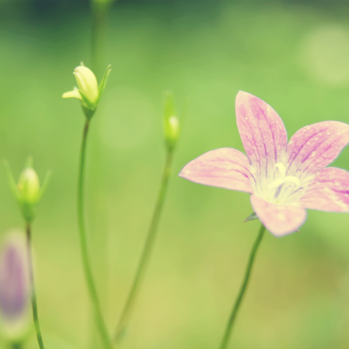 wallhaven-4dk15g_50…