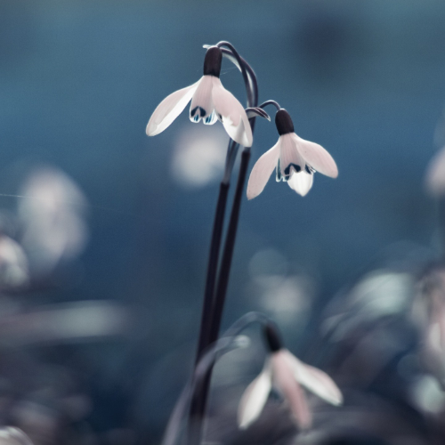 wallhaven-nm178m_50…